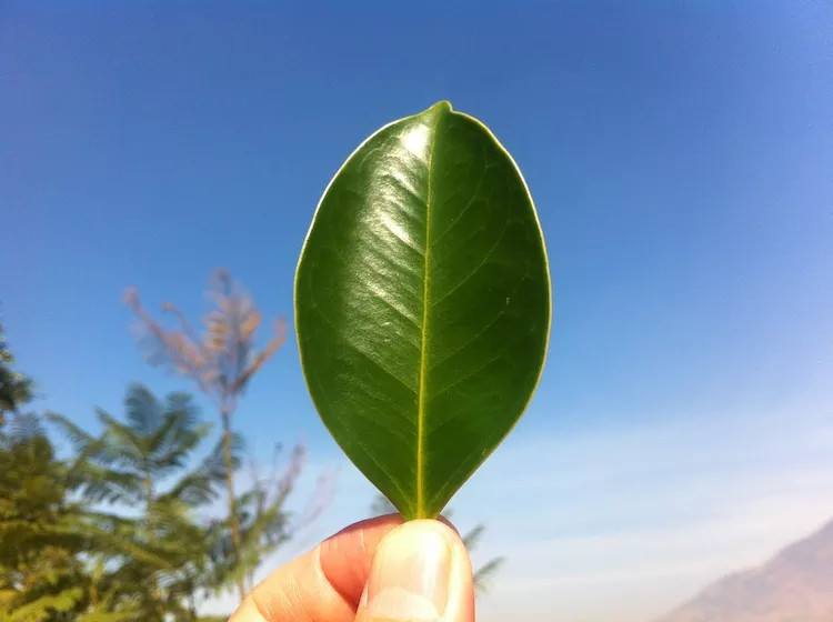 “草の葉一枚”で奏でる音楽。中国３世紀から続く草笛、世代と海を越える今日の天然サウンド