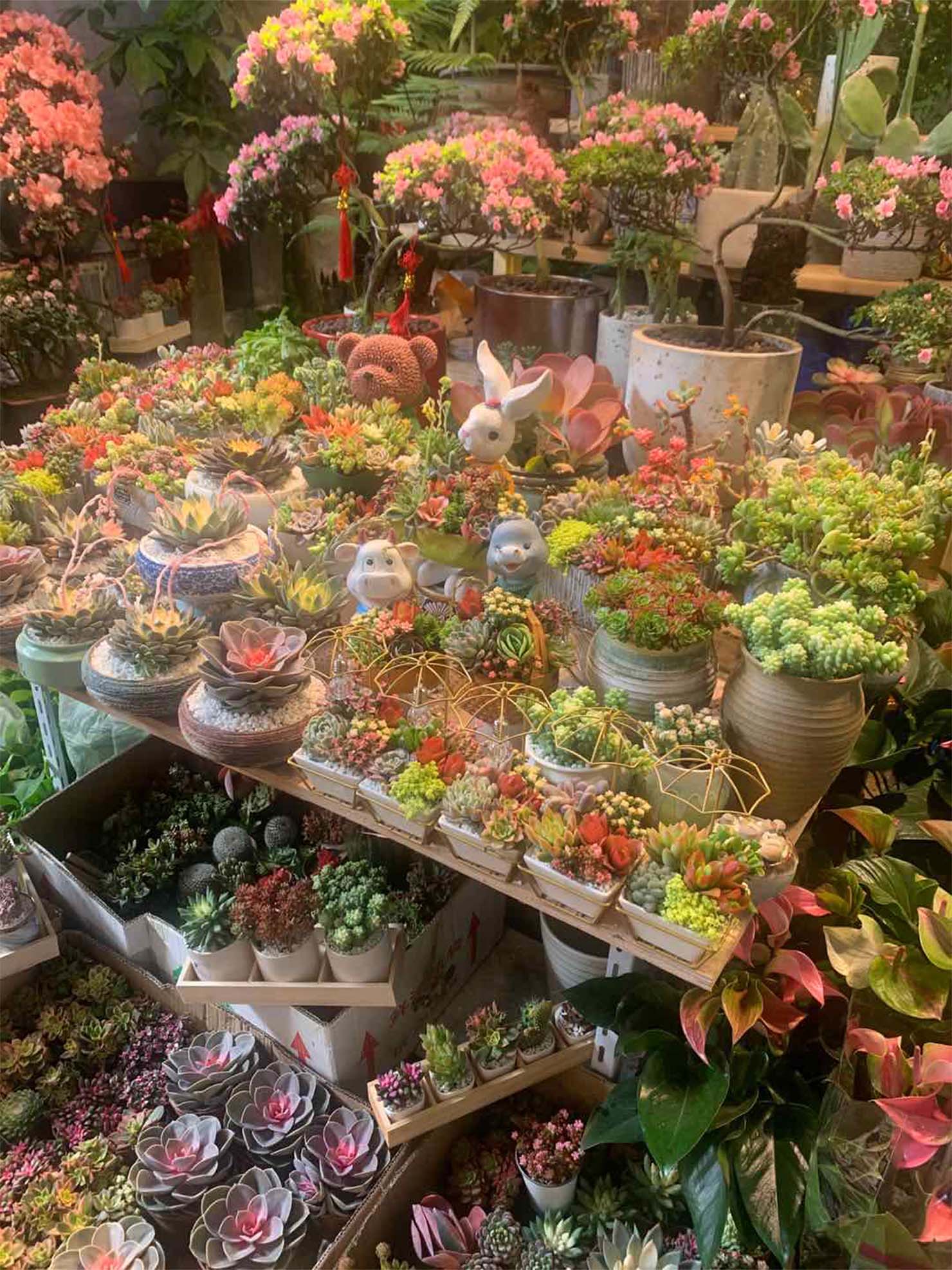 上海虹橋花卉店の植物