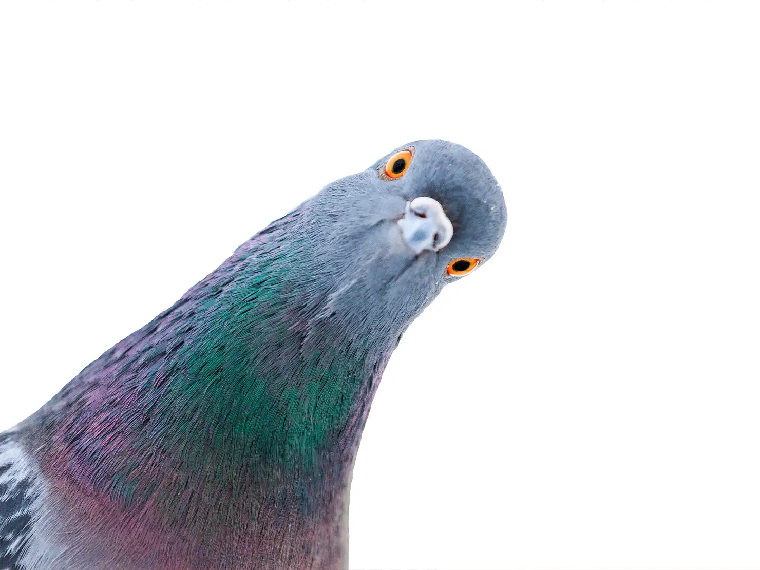 鳩の出しているフレーズの音程が、ドからその1個上のドまでを12個の鍵盤で均等に分割した平均律の「音程」には当てはまらない