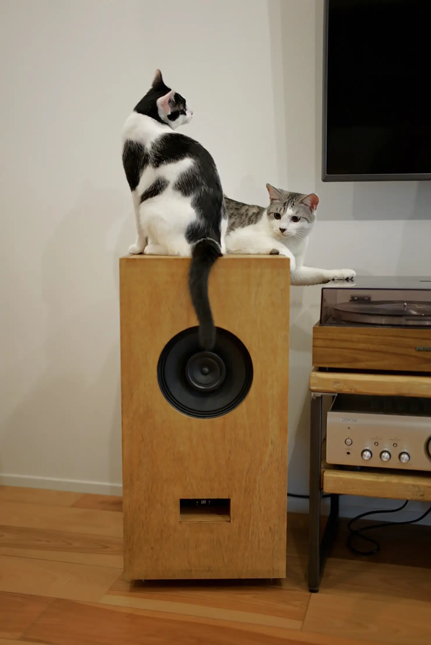 ネコと音楽鑑賞って、大丈夫なの？