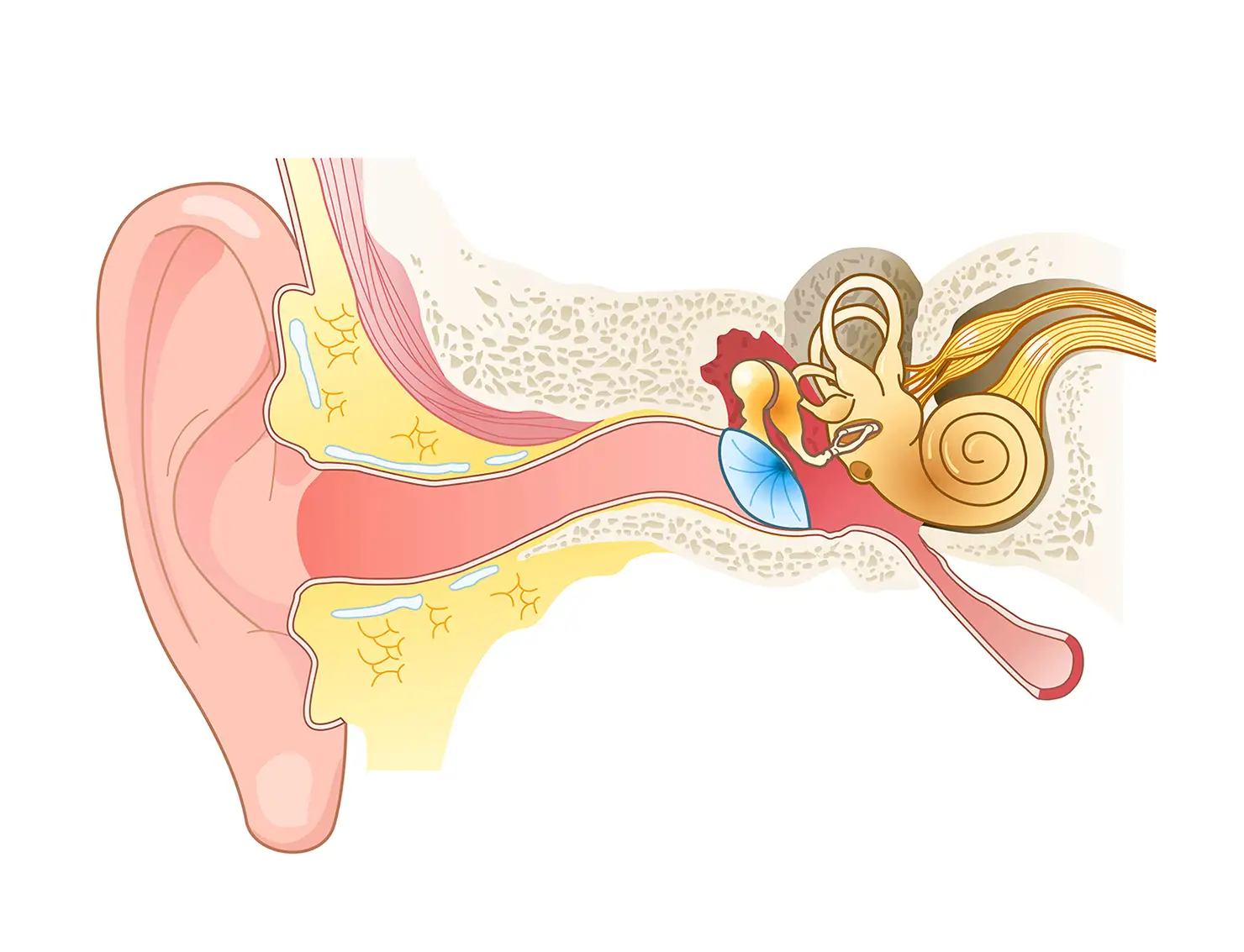 耳の構造図。水色で描かれている器官が鼓膜、その裏に付いているのが耳小骨（image via Adobe Stock）